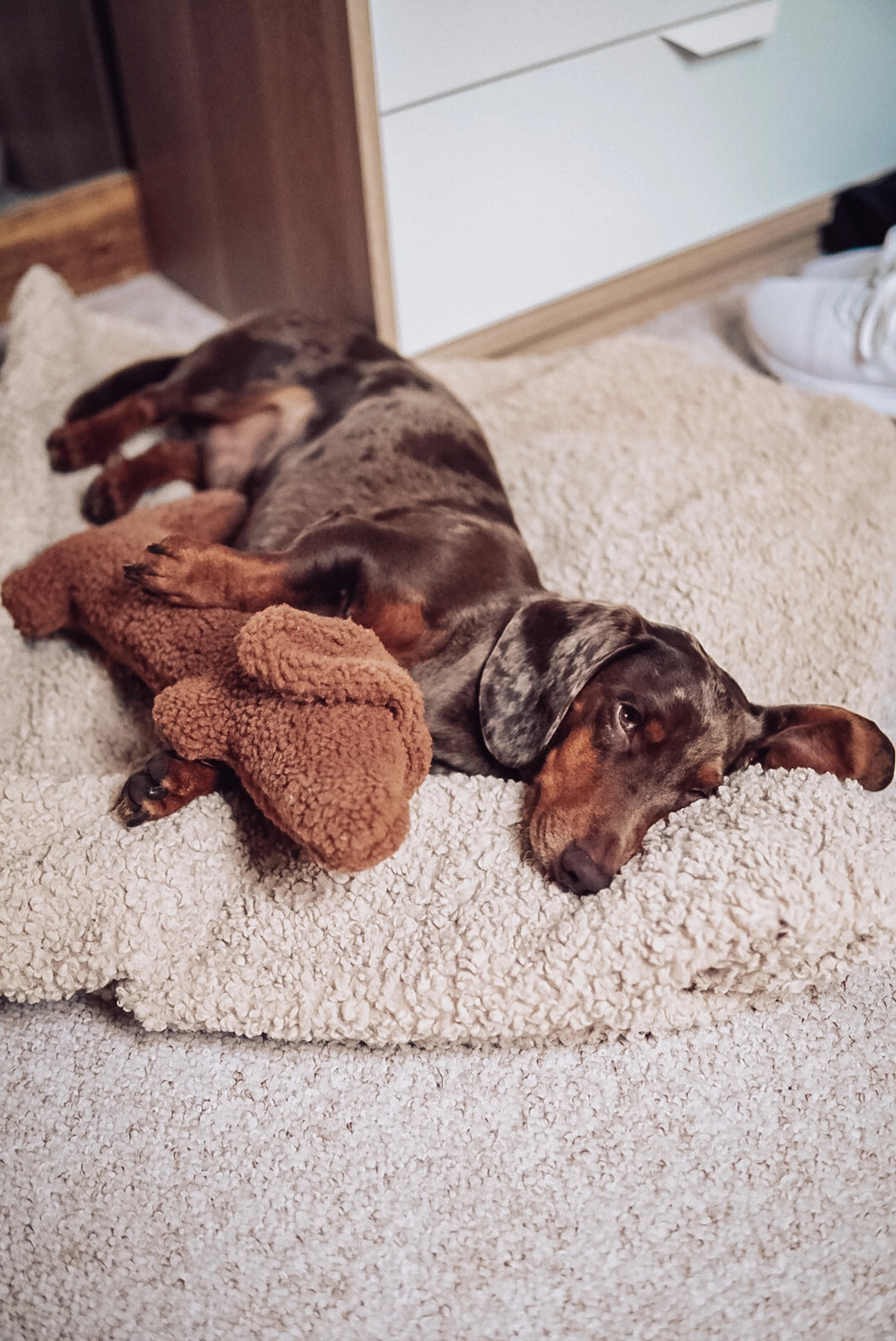 HUNDESPIELZEUG DACKEL