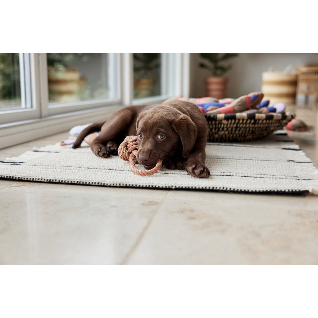 ASHI HUNDESPIELZEUG (BRAUN/BLAU)