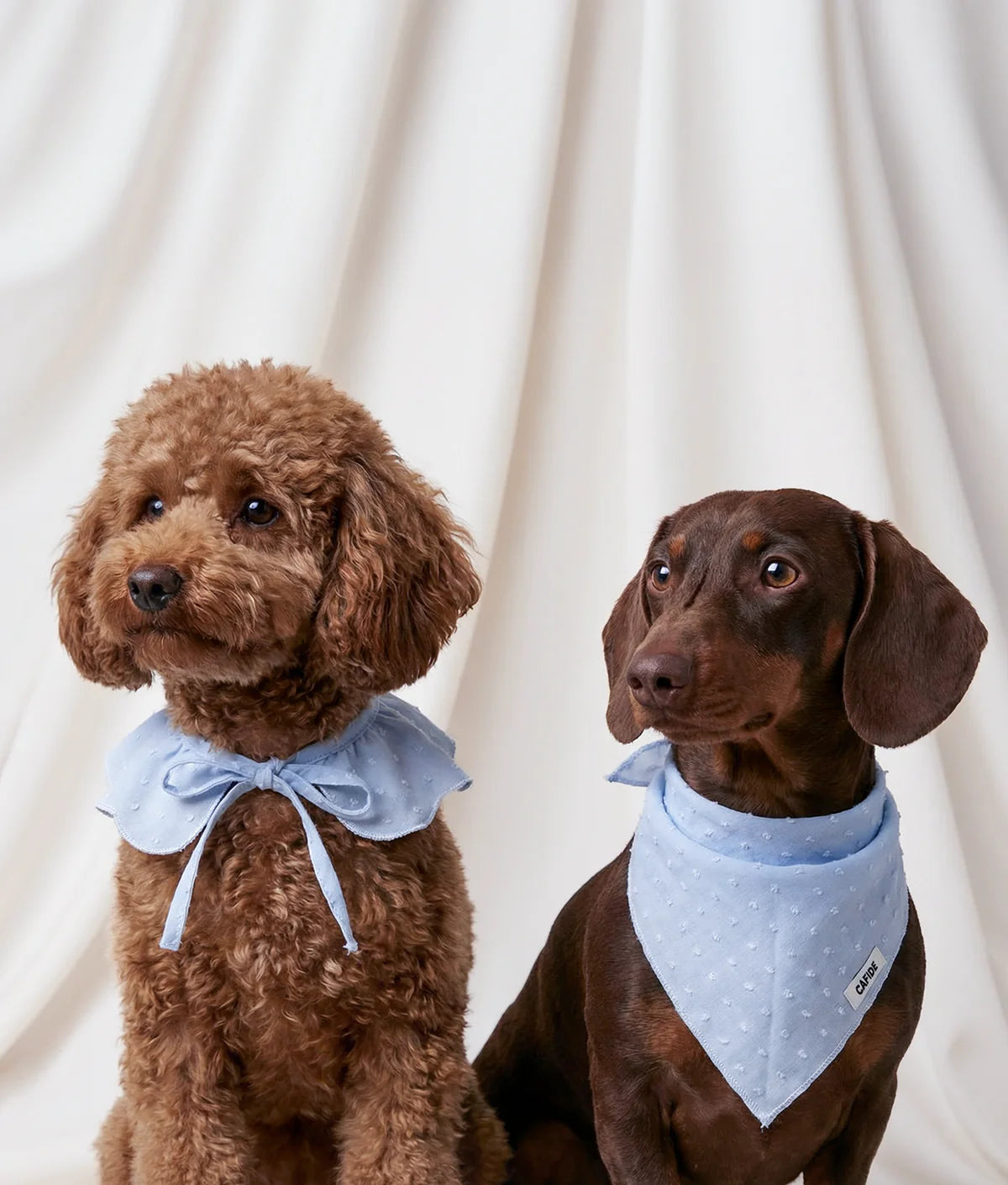 HUNDE RÜSCHENKRAGEN (BLAU)
