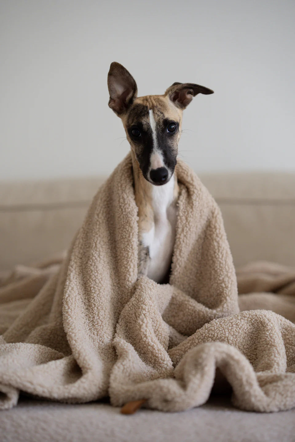 OVERSIZE HUNDEDECKE (BEIGE)