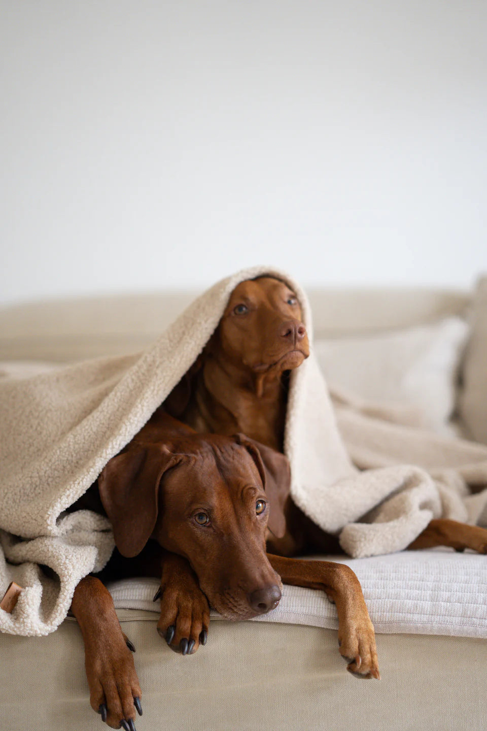 OVERSIZE HUNDEDECKE (BEIGE)